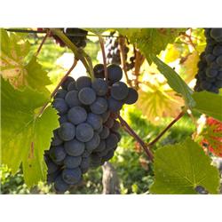 Hendred Vineyard